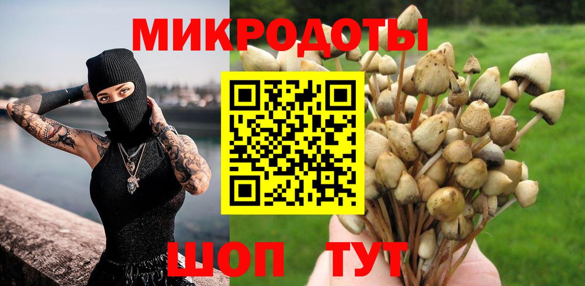 Псилоцибиновые грибы Psilocybe Великие Луки